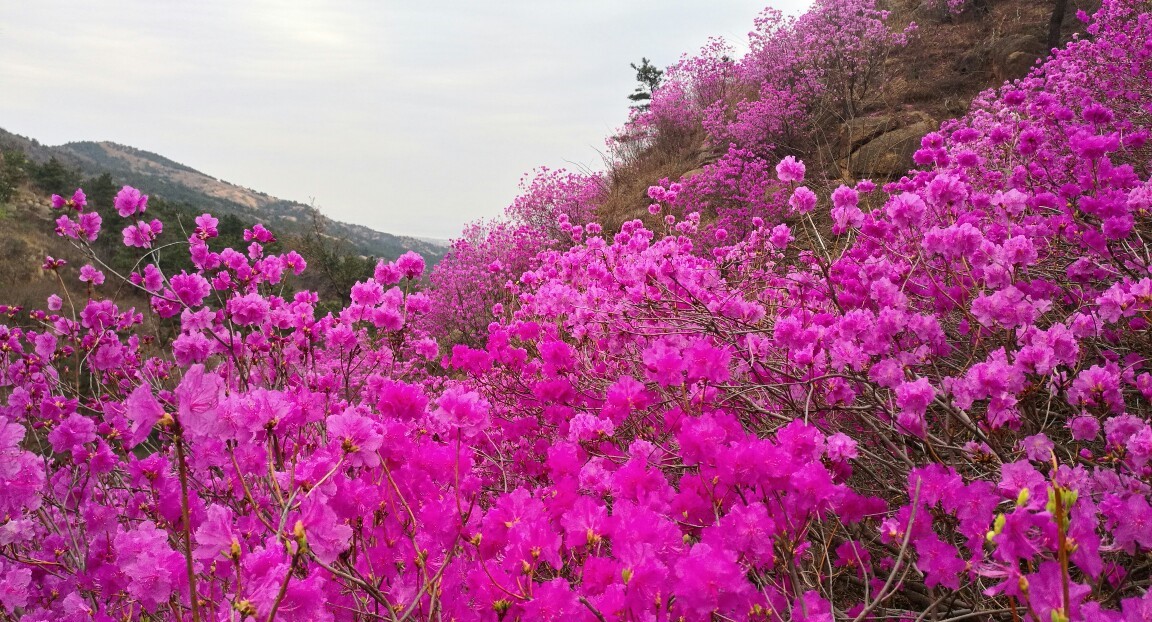 1 青岛西海岸大珠山